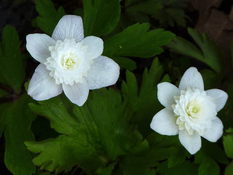 Anemone nemorosa 'Vestal'